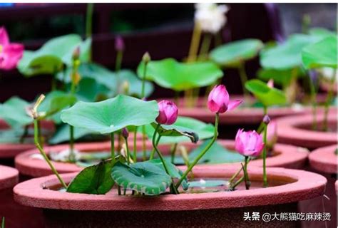 荷花怎麼養|荷花如何養殖？